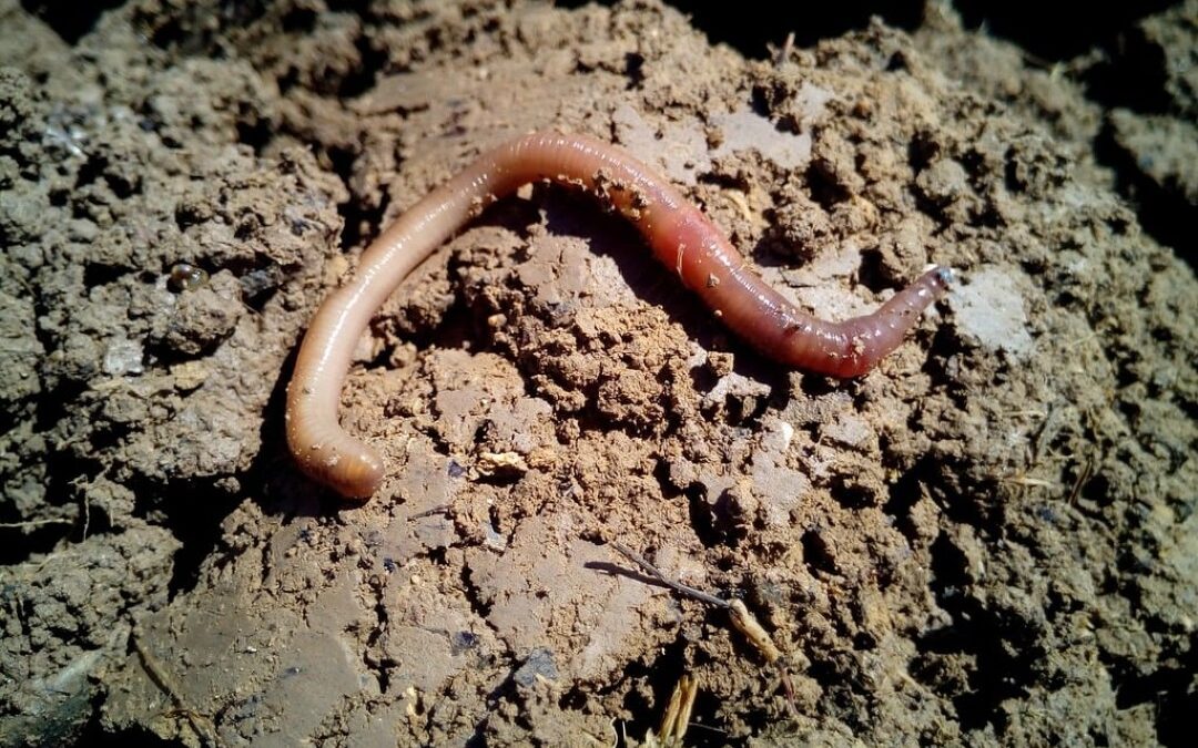 Sotto i nostri piedi: se la minaccia è (proprio) lì 