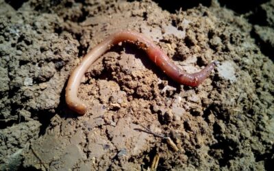Sotto i nostri piedi: se la minaccia è (proprio) lì